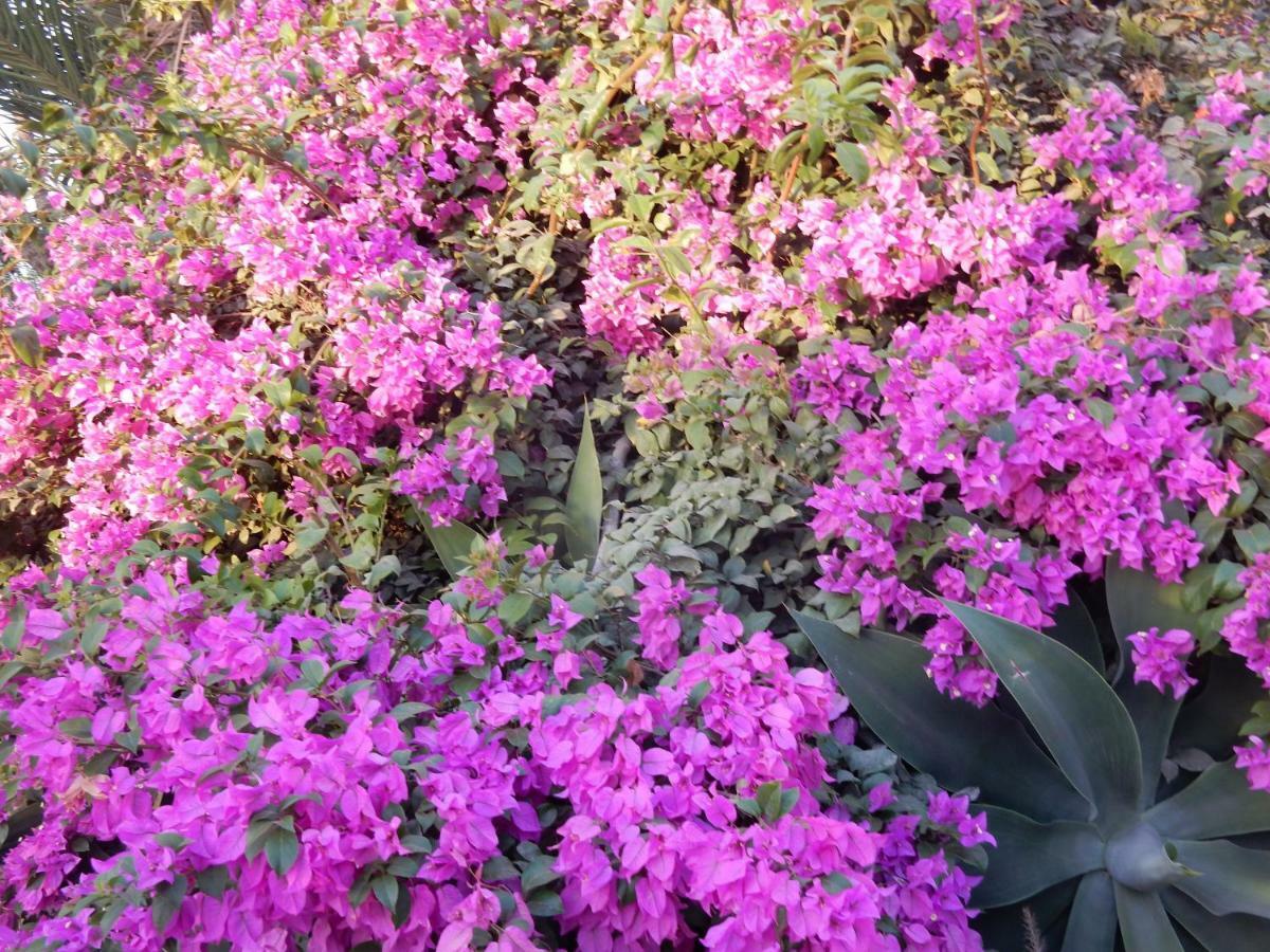 Finca Florida San Miguel de Abona Dış mekan fotoğraf