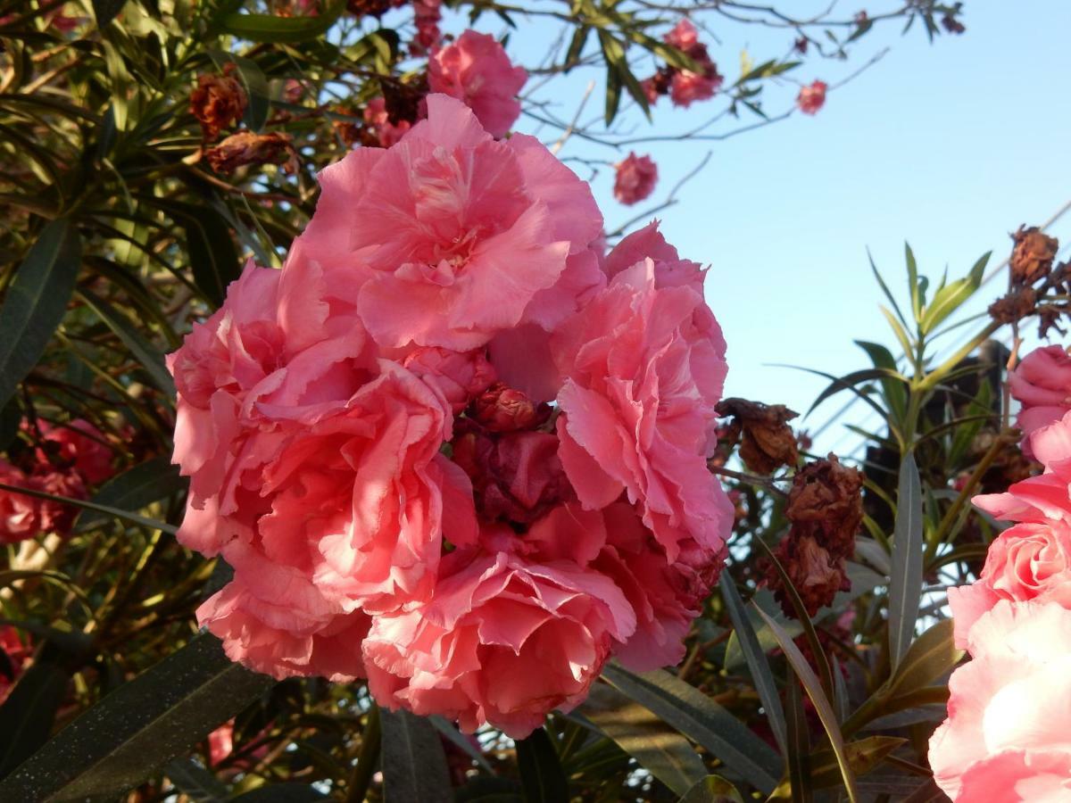 Finca Florida San Miguel de Abona Dış mekan fotoğraf