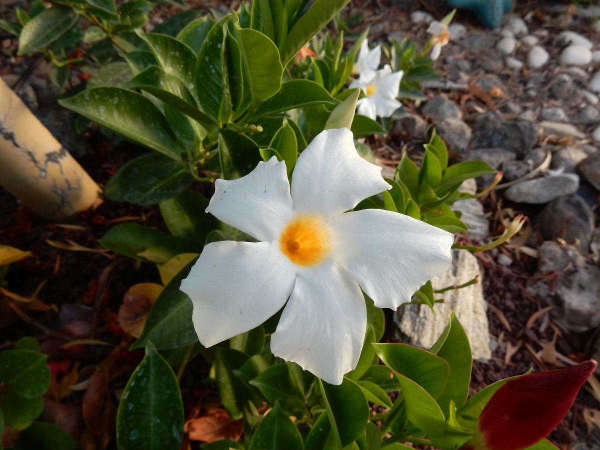 Finca Florida San Miguel de Abona Dış mekan fotoğraf